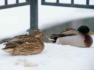 В Дмитрове срочно ищут помощь для утки с отмороженным лапами
