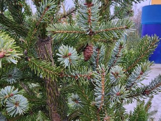 Каширские елки после праздников обретут вторую жизнь