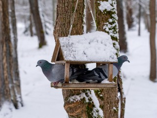 Подкормка птиц зимой: что нужно знать жителям Лосино-Петровского