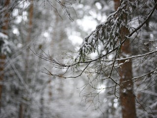 Синоптики предупредили: 8 января в Подмосковье ударят 12-градусные морозы