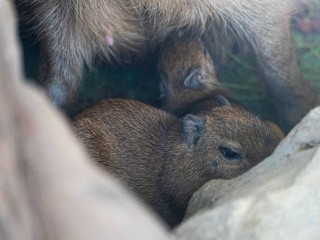 Их стало больше: краснокнижные зверьки размножились в столичном регионе