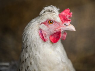 Живую курицу выбросили среди мусора в Королеве