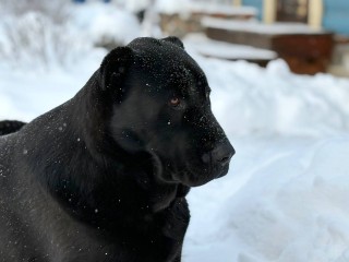 Почему закон о чипировании животных может не сработать? Мнение юриста о главных барьерах