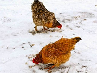 Что принято делать в Куриный праздник 15 января