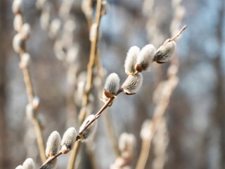 Когда празднуют Вербное воскресенье в 2026 году: точная дата, что нельзя делать в этот день