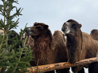 Подарить новогодней елке вторую жизнь смогут жители Пушкинского округа с 12 января