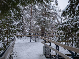 Лесные дорожки без пилы: тропы предложили прокладывать без вырубки деревьев