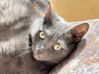 Народные приметы на 26 января 2026 года: любовь и котики