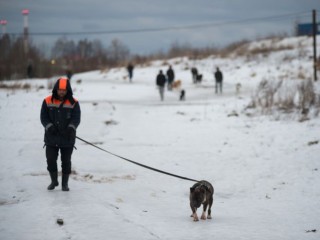 Бездомные или агрессивные собаки гуляют во дворе? Куда обратиться за помощью