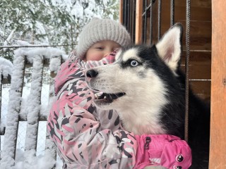 Уехать из города на день: под Шатурой набирает популярность хаски-парк