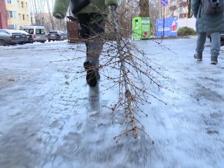 После бала: куда в Реутове можно «пристроить» отслужившую елку