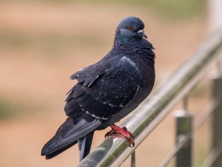 «Живодерня» над фудкортом: видео с ловушками для птиц в московском ТРЦ спровоцировало скандал
