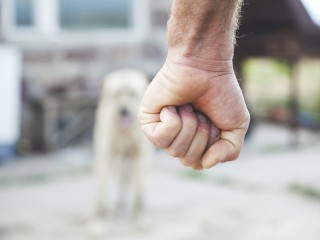 «Чтобы их замело»: кто и зачем расчленил пса в Бутове