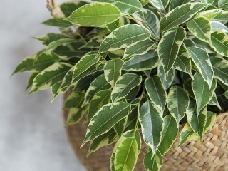 Пышная «королевская» крона через месяц: как правильно пересаживать фикус Бенджамина