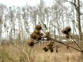 Осень сдвинулась на две недели: климатолог назвал причину аномального потепления в регионе