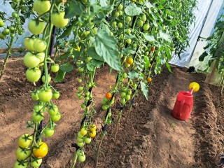 Для теплицы и открытого грунта: семь сортов томатов черри, которые точно дадут урожай в 2026 году