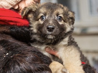 Пуха откормили и научили петь: история спасенного в Донецке щенка, который обрел семью в Мытищах