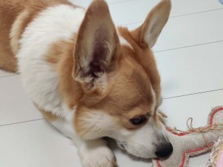 Подмосковный Тайсон: в Менделеево стаффордширский терьер чуть не оторвал ухо корги