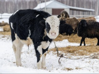 Землю Подмосковья пустили в дело: как получить участок без торгов и компенсацию за его расчистку