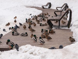 Тайна птиц, оставшихся зимовать: как стать экологическим детективом и раскрыть секреты новой реальности природы