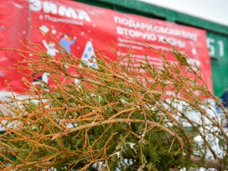 Куда отнести праздничную елку, чтобы она стала дорожкой в парке или обедом для оленя