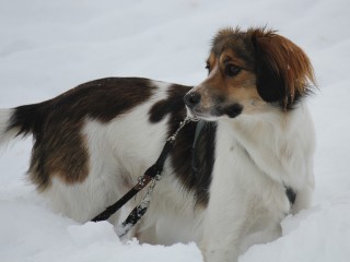 В Лотошине ищут собаку, сбежавшую от хозяев