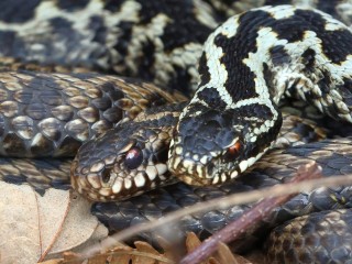 Змея из Индии в московской квартире: экзотическая гадюка укусила школьницу