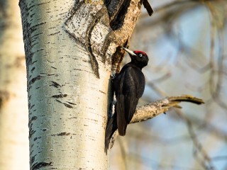 Редкий вид черного дятла обнаружили в Ольгинском парке