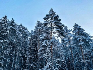 Антициклон «прижал» Подмосковье: в Истру придет похолодание до -25 градусов