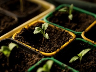 Когда сажать баклажаны на рассаду в 2026 году — январь, февраль или март? Подробная инструкция