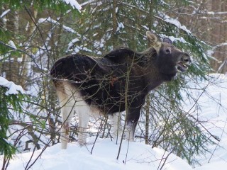 Зоологи Приокско-Террасного заповедника сняли уникальные кадры зимних развлечений лосей