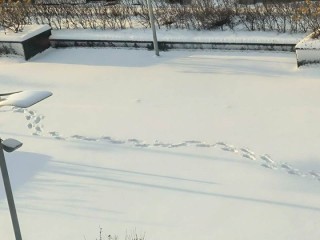 Рекордные сугробы до полуметра: как балканский циклон «Фрэнсис» изменит погоду в Подмосковье