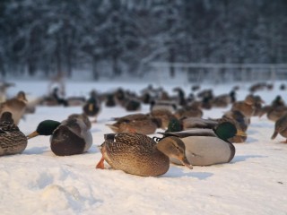 Без подкормки может погибнуть до 80% пернатых: жителям Балашихи рассказали, чем кормить птиц зимой