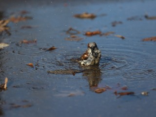 Оттепель до +2 градусов ждет Подмосковье в конце января: детали прогноза