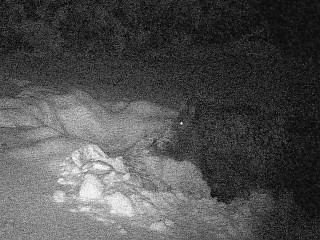 Луховицкий грибник устроил на зверей и птиц фотоохоту