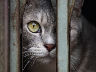 Пушистый скиталец: молодой кот ищет заботливых хозяев в Лыткарине