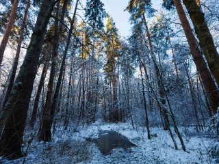 Встретили медведя в лесу? Эксперт раскрыл алгоритм действий, который с наибольшей вероятностью спасет вам жизнь