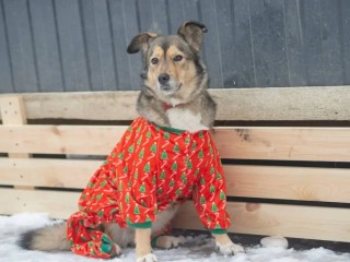 Приют для собак «Ч-Хвостики» в Черноголовке срочно ищет сотрудника