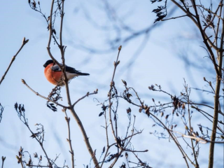 Раньше срока: чеховский синоптик рассказал, когда ждать крещенские морозы
