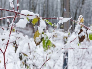 Из снежного плена на волокушах: рискованная транспортировка пациента в Дедовске