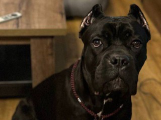 Пропала собака на даче: пес породы кане-корсо исчез в Рузском районе