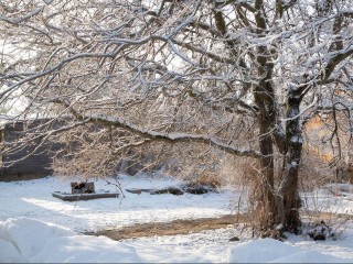 Весной дачников ждет неприятный сюрприз: почему грызуны обглодали деревья в саду и как их защитить