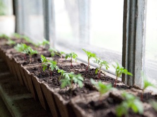 Что посадить на рассаду в январе