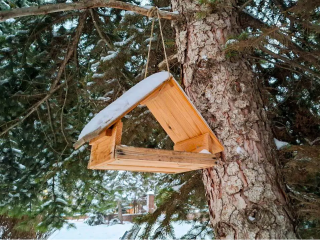 При -30 им трудно: почему в морозы птицы особенно нуждаются в помощи