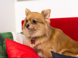 Новые правила для отдыха с питомцами: стандарты для pet-friendly туризма разработают в 2026 году