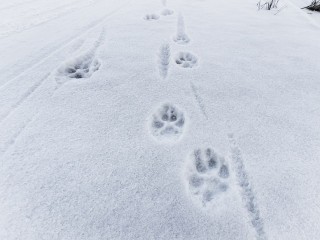 Для грустного бездомного большого пса из Истры нашли временный дом