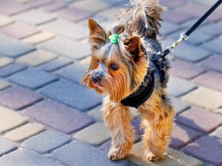 Мошенники украли у ветерана СВО собаку и требуют выкуп в Павловском Посаде