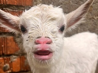 Новогоднее пополнение: у знаменитых Бутовских коз родилась Снегурочка