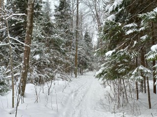 По аллее с ветерком: в электростальском парке «Авангард» проложили лыжню