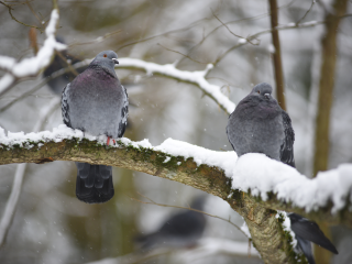 В Реутове голубей сняли с дерева после звонка из детсада